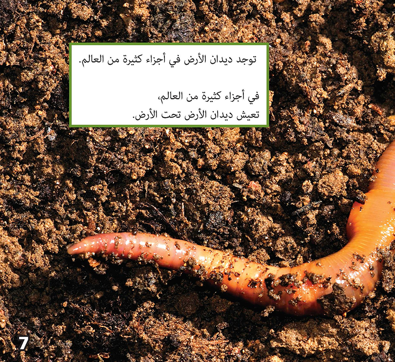Image 04